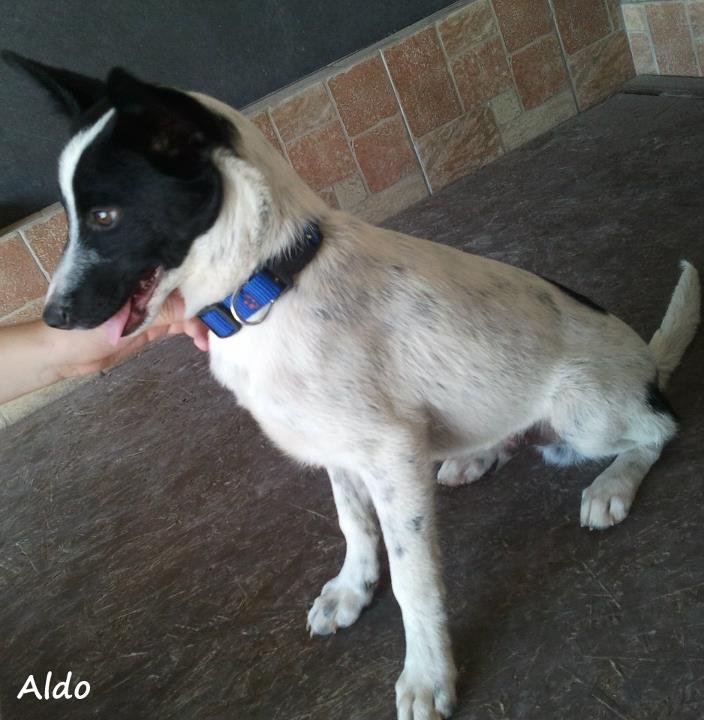 Aldo